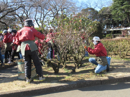 バラの育成講座