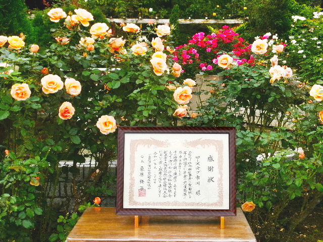 バラのボランティア活動